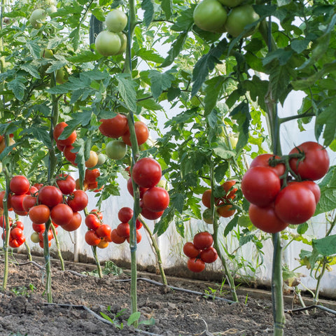 Indoor tomato plants thriving after applying Big A fertilizer