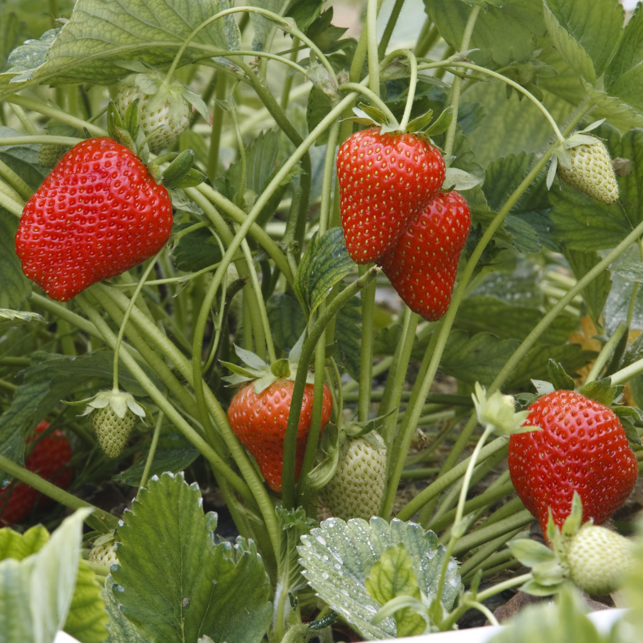 Big Ass Fertilizers Berry Fertilizer dosing spoon enables precise feeding for berries