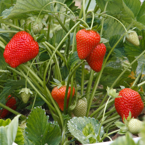 Big Ass Fertilizers Berry Fertilizer dosing spoon enables precise feeding for berries