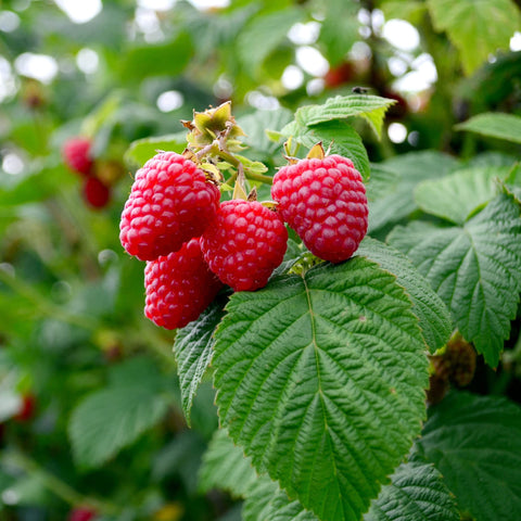 Big Ass Fertilizers Organic berry nutrients ingredients overview