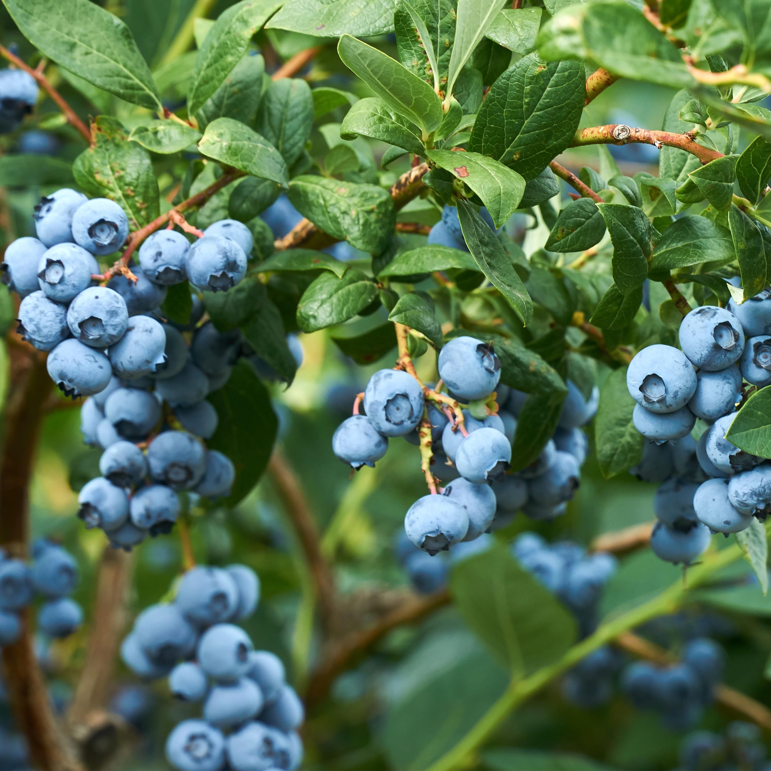 Big Ass Fertilizers Raspberry fertilizer use promotes sweeter berries