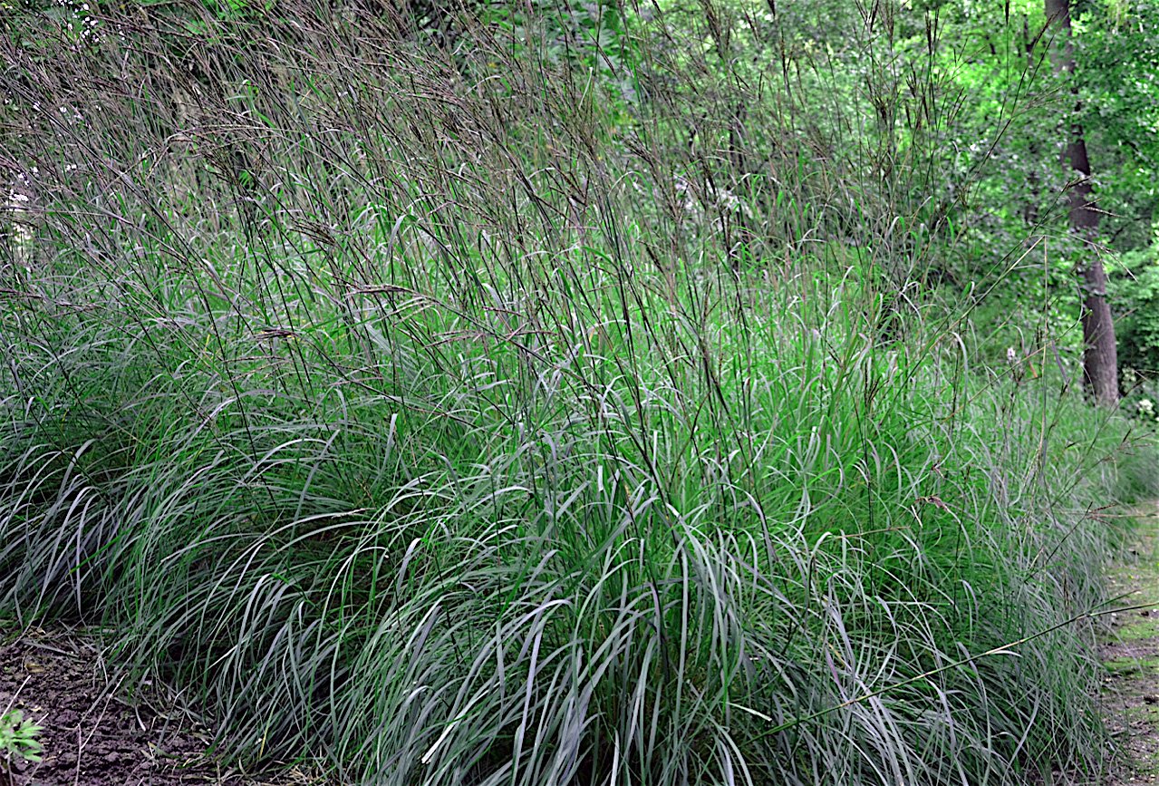 Big Bluestem ornamental grass in fall with copper-red hues and decorative seed heads.