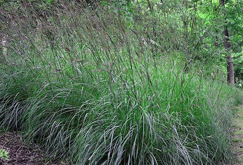 Big Bluestem ornamental grass in fall with copper-red hues and decorative seed heads.