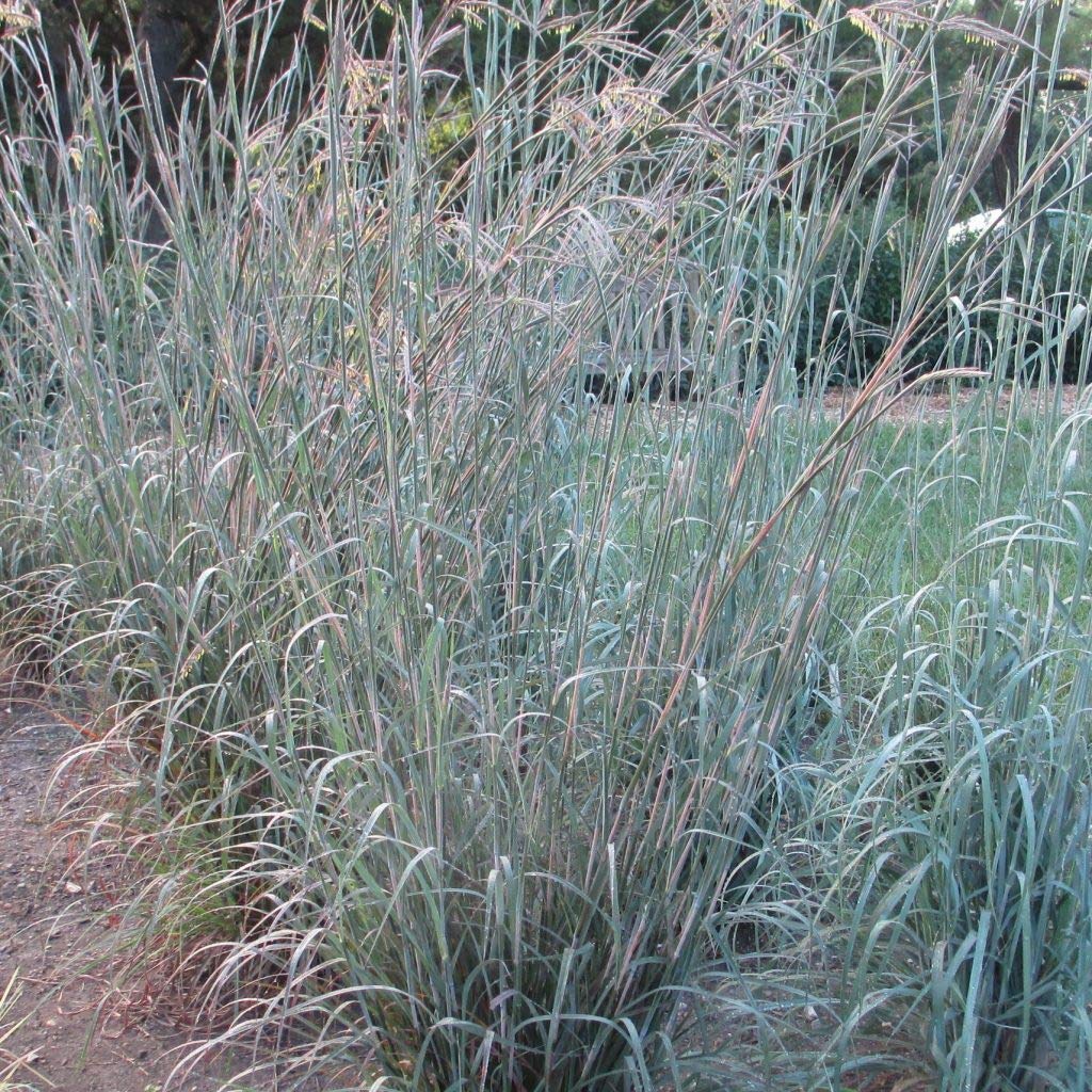 Big Bluestem grass in a sunlit border showing year-round color.