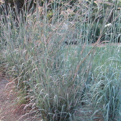 Big Bluestem grass in a sunlit border showing year-round color.