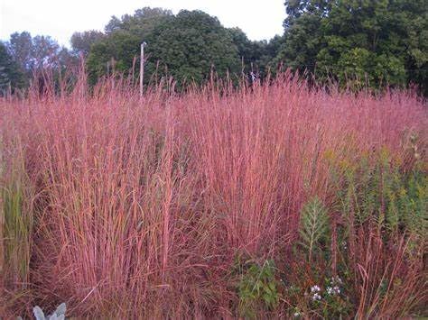 Big Bluestem seeds ready for planting in a native landscape for drought tolerance.