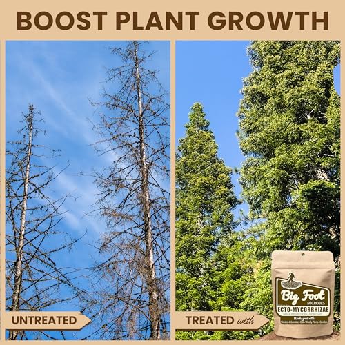 Big Foot Ecto Mycorrhizae woody plants promote healthier root growth.