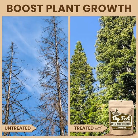 Big Foot Ecto Mycorrhizae woody plants promote healthier root growth.