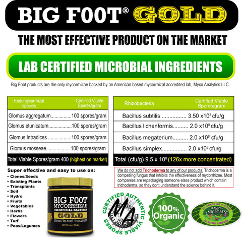 Big Foot Gold root growth portrait showing vigorous root systems