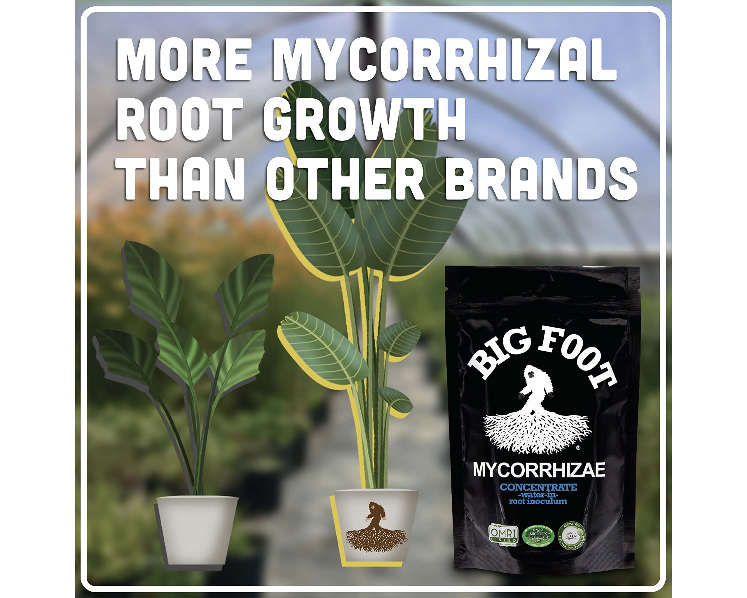Soil enriched by Big Foot mycorrhizae fostering a healthy microbiome.