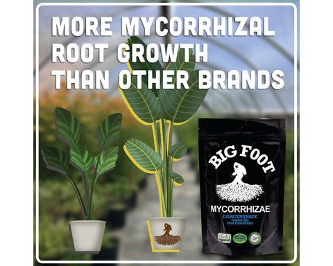 Soil enriched by Big Foot mycorrhizae fostering a healthy microbiome.