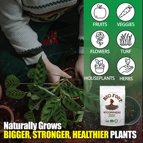 Big Foot Mycorrhizae root-application kit for easy plant treatment.