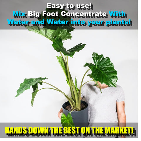 Big Foot mycorrhizae soil-application improving soil health and moisture retention.