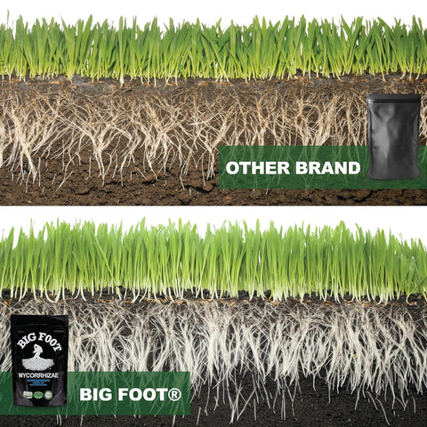 Big Foot Mycorrhizae improves soil health and water retention.