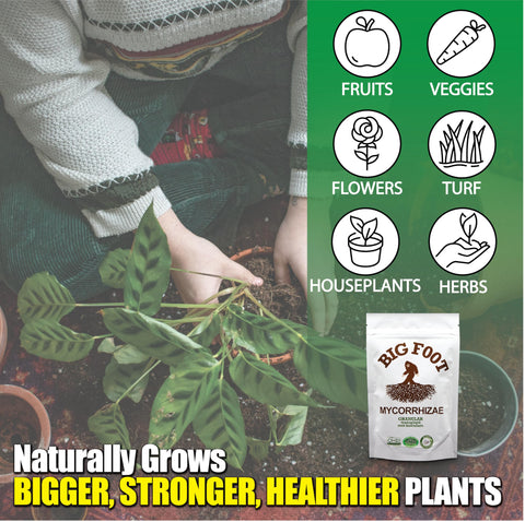Big Foot Made in the USA badge signals trusted, science-backed roots care.