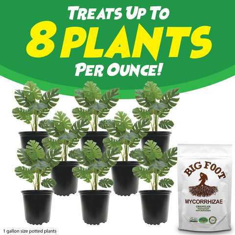 Big Foot plant growth emphasis shows early vigor in diverse species.
