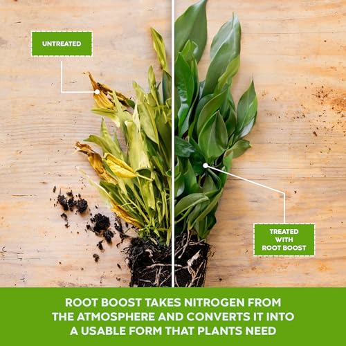 Roots showing healthy growth with Big Foot Root Boost.