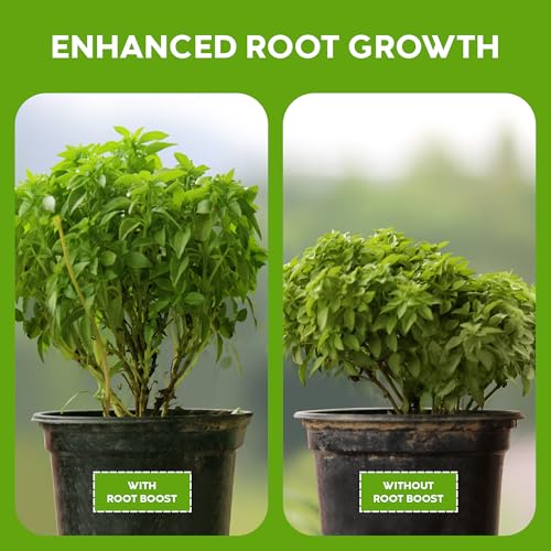 Pea inoculant use with Big Foot Root Boost on legume plants
