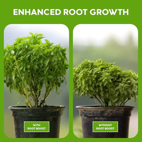 Pea inoculant use with Big Foot Root Boost on legume plants