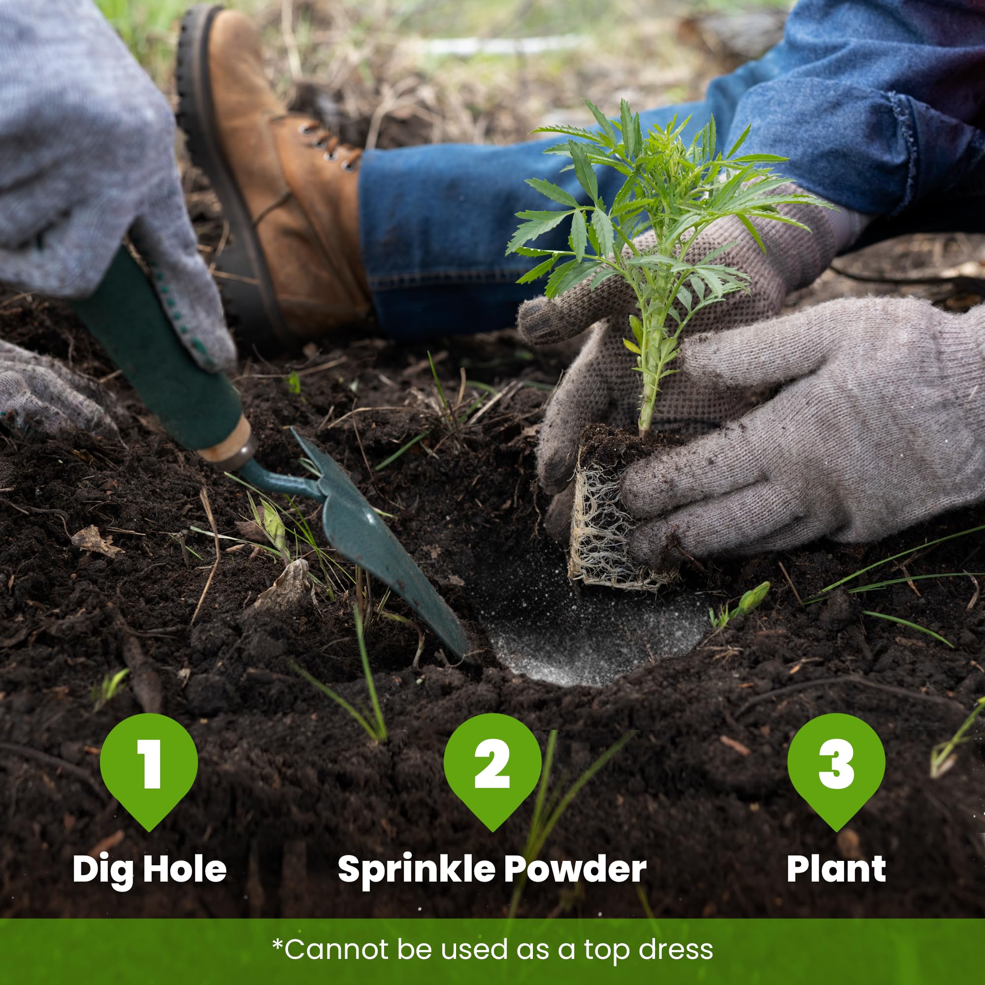 Transplant with Big Foot Root Boost promoting root development.