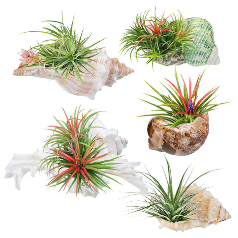 Biggun conch shell air plant holder, style 1, a decorative desk centerpiece.