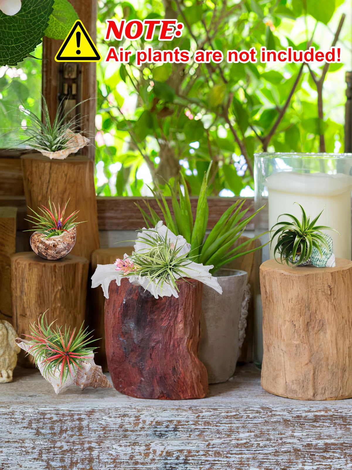 Biggun conch shell air plant holder, style 2, perfect shelf accent.