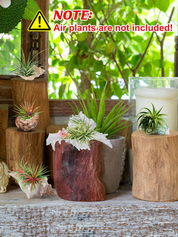 Biggun conch shell air plant holder, style 2, perfect shelf accent.