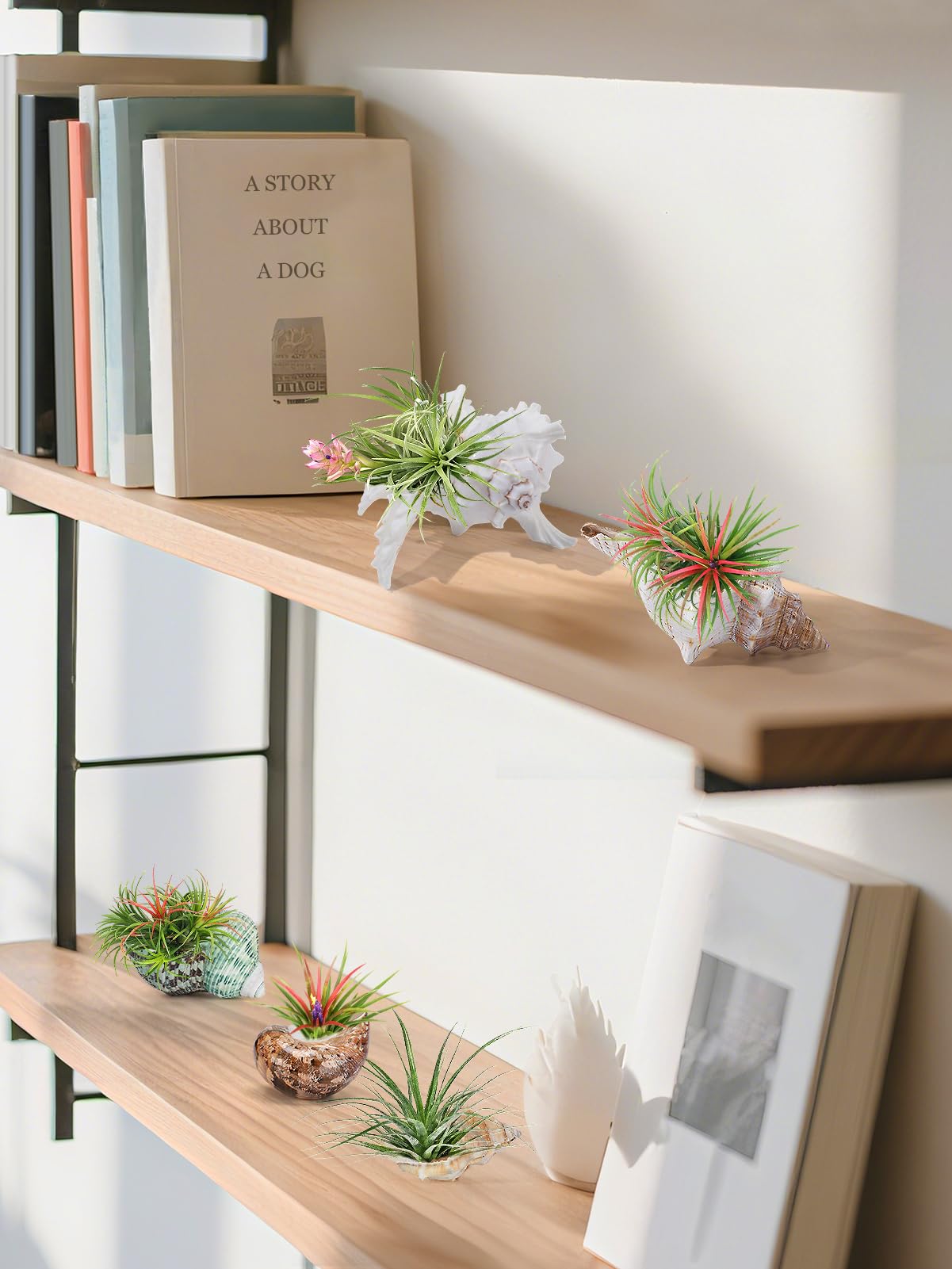 Biggun conch shell air plant holder, style 5, ideal gift idea.