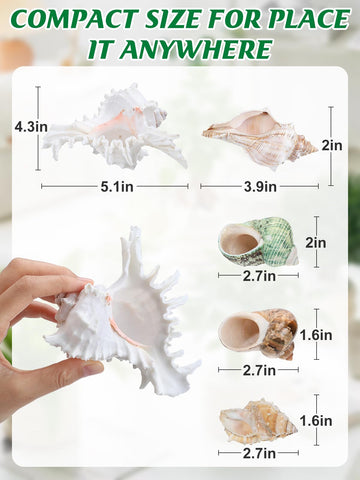 Biggun conch shell air plant holder, natural materials for sustainable decor.