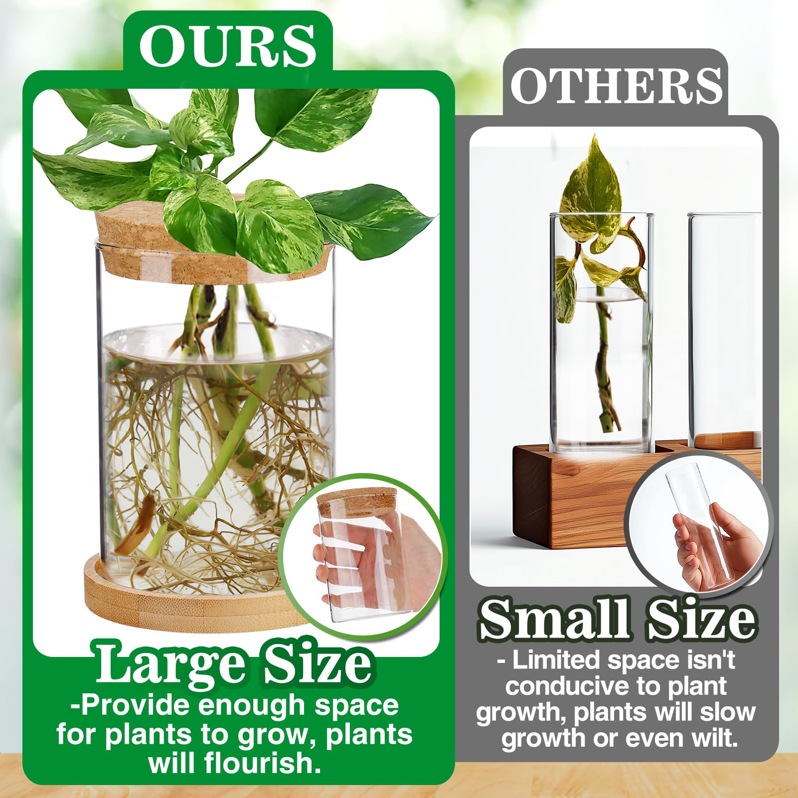 Biggun desktop terrarium glass vases show clear roots for easy observation.