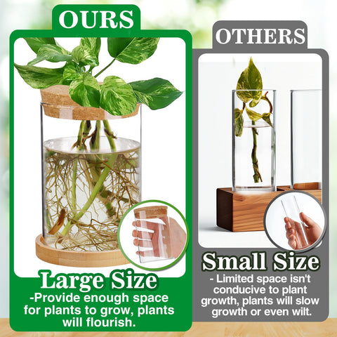 Biggun desktop terrarium glass vases show clear roots for easy observation.