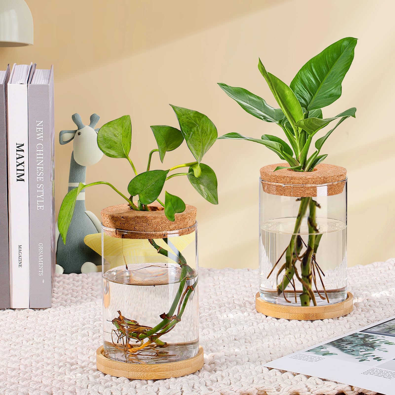 Biggun hydroponic water plant jars designed for air plants and flowers.