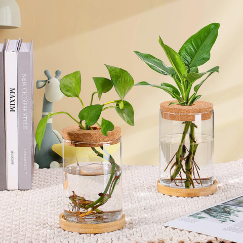 Biggun hydroponic water plant jars designed for air plants and flowers.
