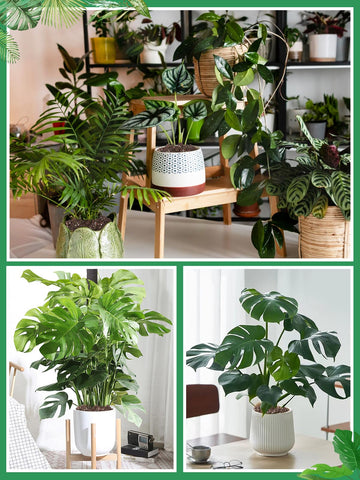 Biggun Monstera Soil Mix ready-to-use bag for easy repotting