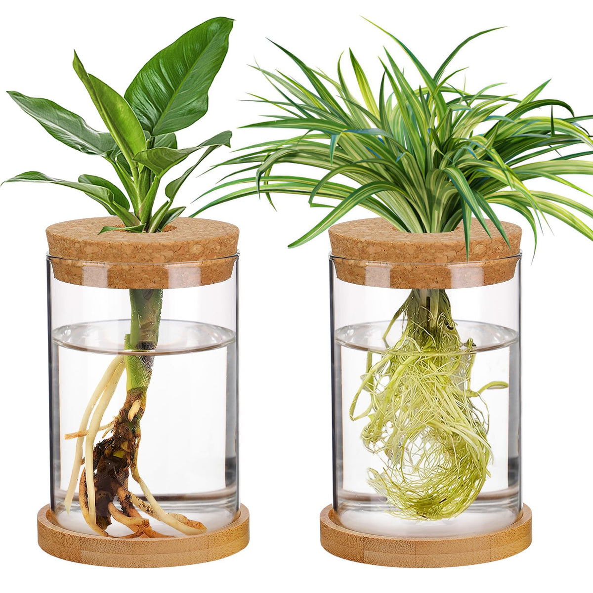 Biggun plants propagation station with two glass vases on a desk for hydroponics.