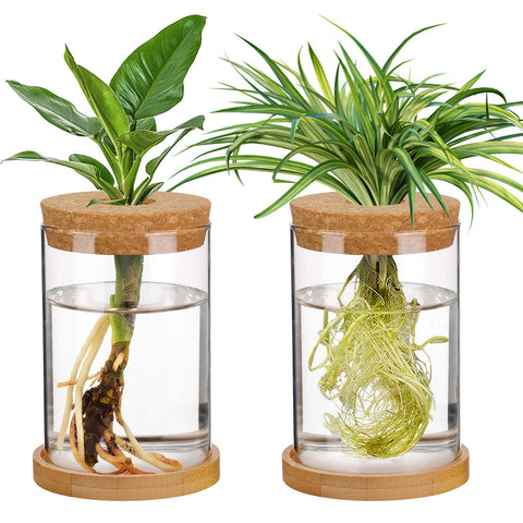 Biggun plants propagation station with two glass vases on a desk for hydroponics.