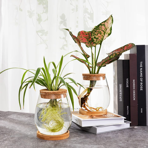 Biggun propagation station bamboo tray base adds stability and style.