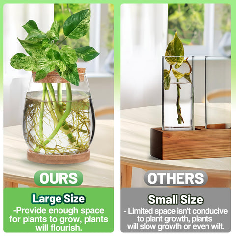 Biggun propagation station clear glass terrarium for observing root growth.