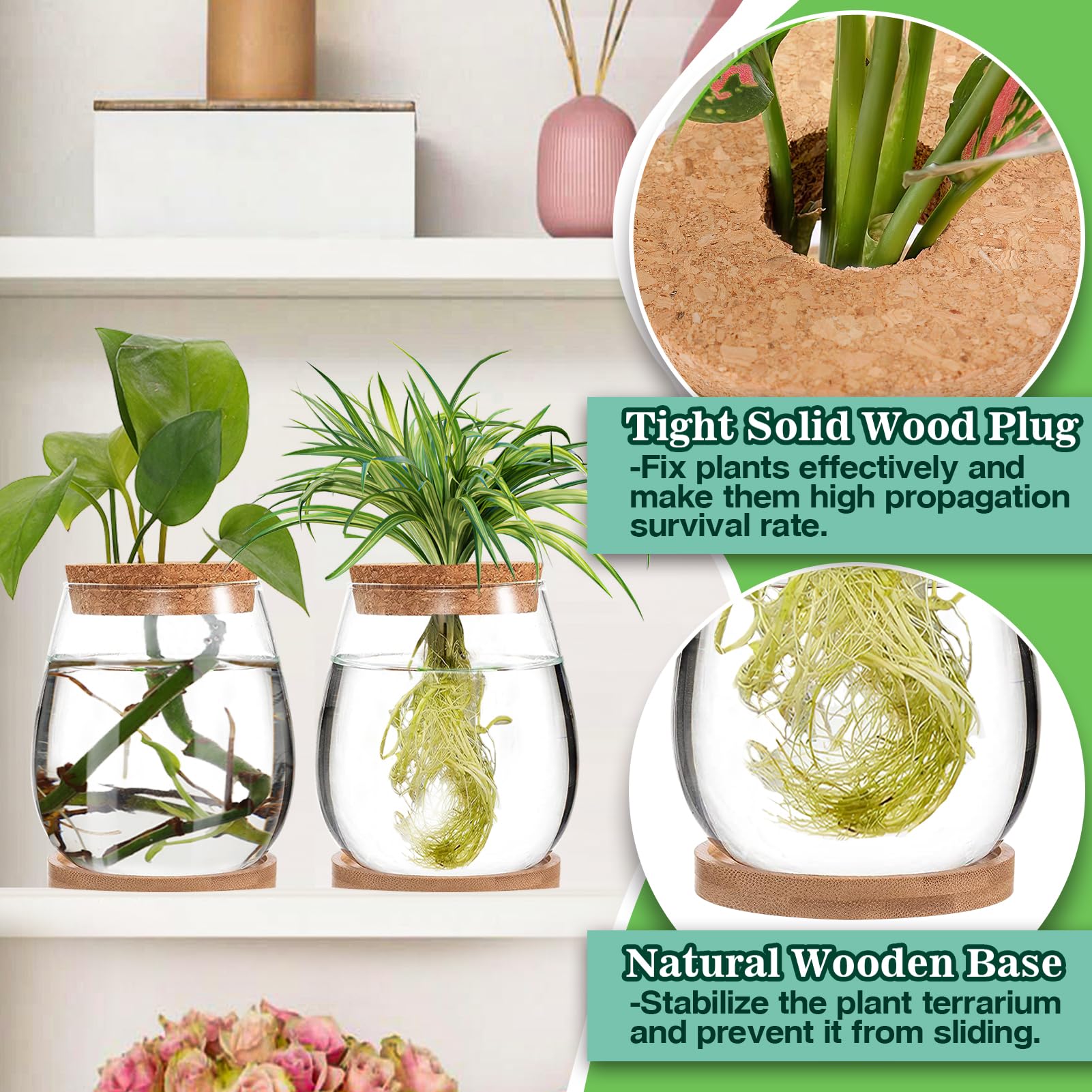Biggun propagation station ideal for hydroponics and air plants.