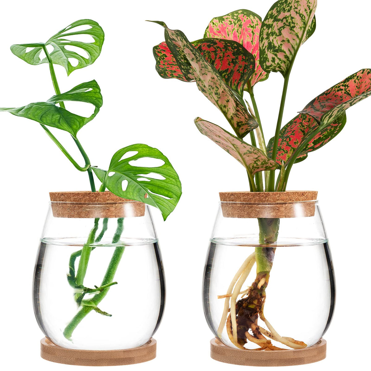 Biggun propagation station water drop vase for hydroponics and decorative roots.