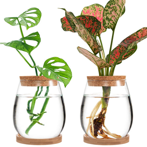 Biggun propagation station water drop vase for hydroponics and decorative roots.