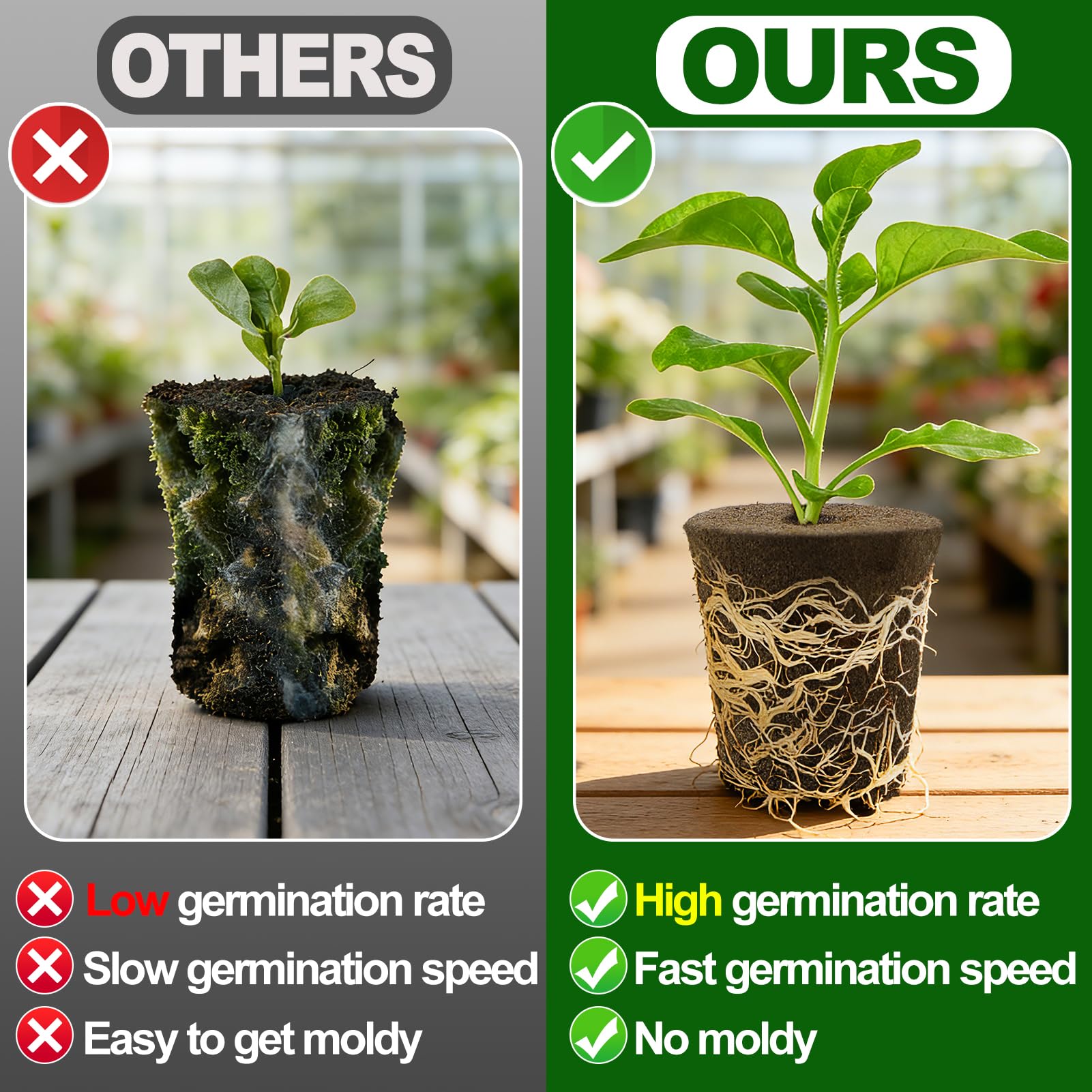 Bigmeta Baltic peat moss sponge promotes moisture retention for steady germination.