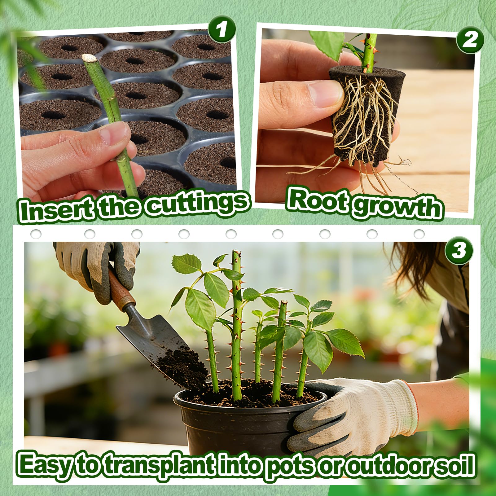 Bigmeta rooter plugs support transplant-ready root development.