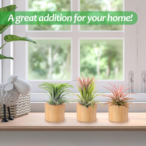 Bigmeta wood air plant holder close-up reveals warm woodgrain texture