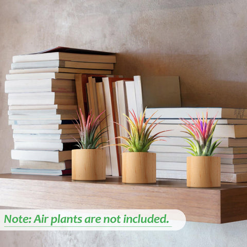 Bigmeta wood air plant holder on desk display with tiny greens