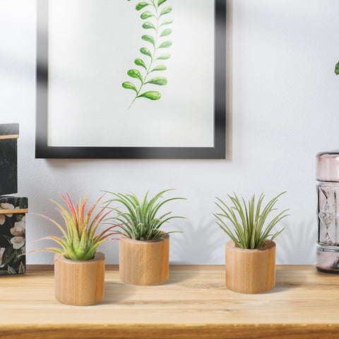 Bigmeta wood air plant holder in natural pinewood finish for rustic style