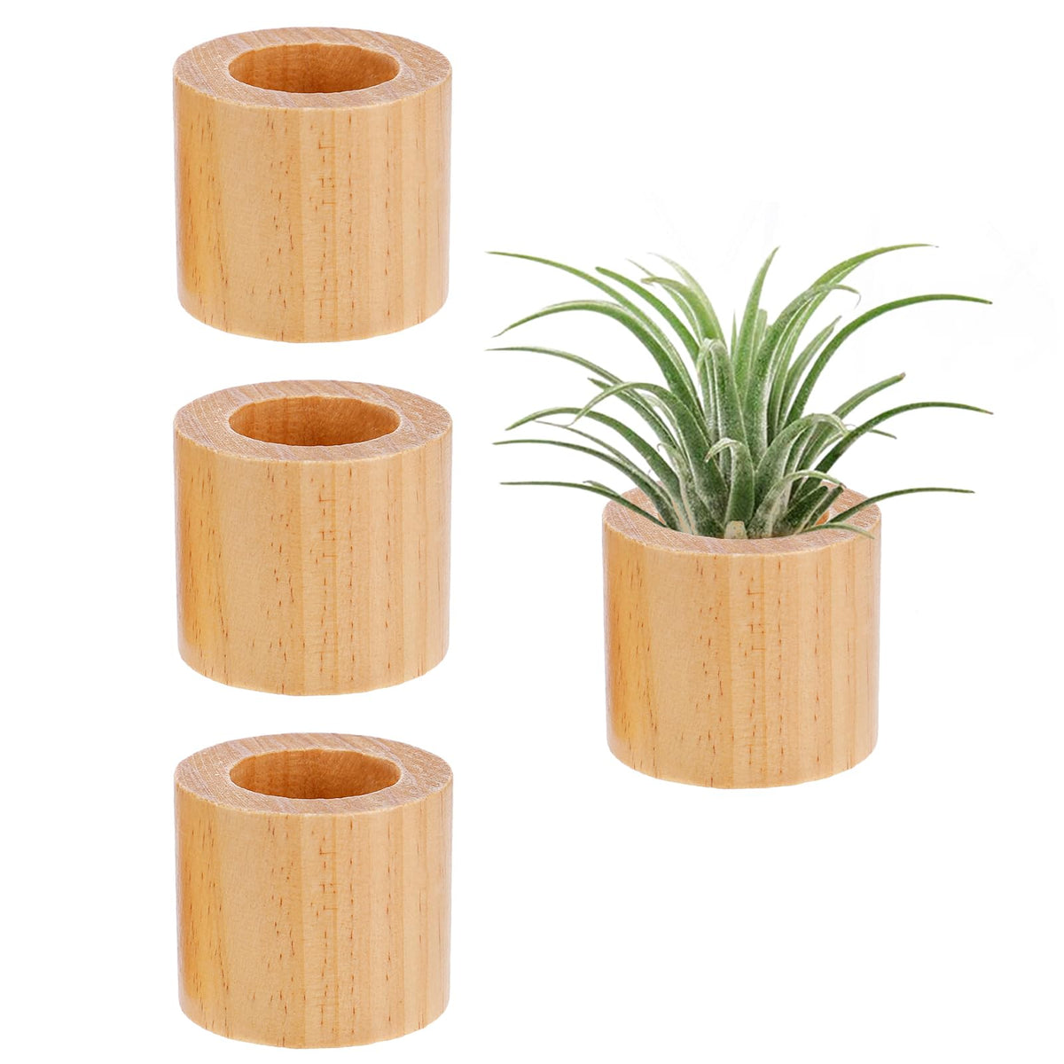 Bigmeta wood air plant holder on windowsill enhances natural light display
