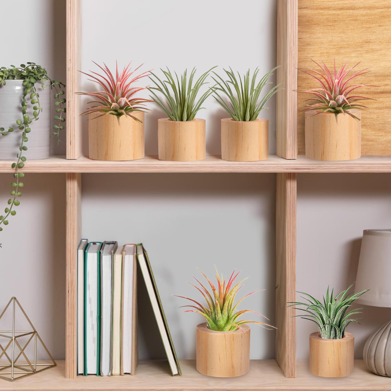 Bigmeta wood air plant holder angle view highlights space-saving greenery