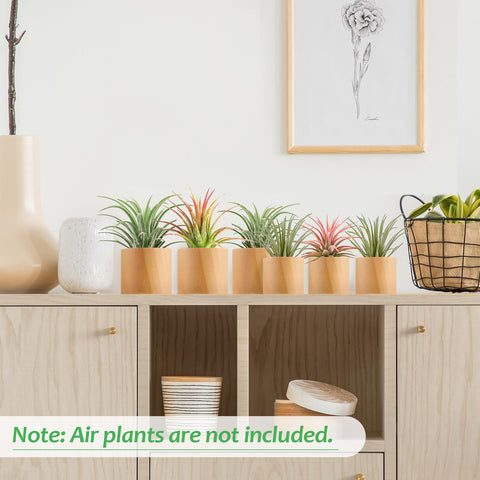 Bigmeta wood air plant holder on windowsill brightens small spaces