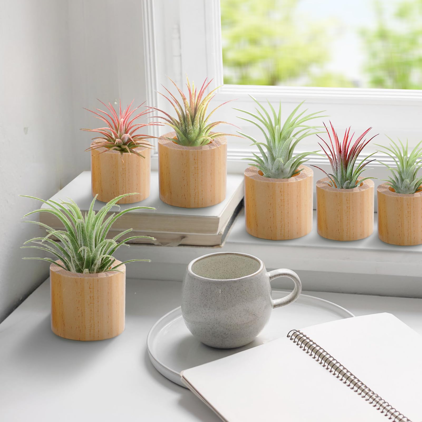 Bigmeta air plant holder 1-4in angle view minimal cute decor